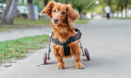 Pets com deficiência: conheça os cuidados necessários para o tratamento do animal