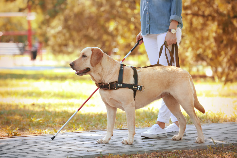 Veterinária analisa a importância dos cães-guia na qualidade de vida de pessoas com deficiência visual