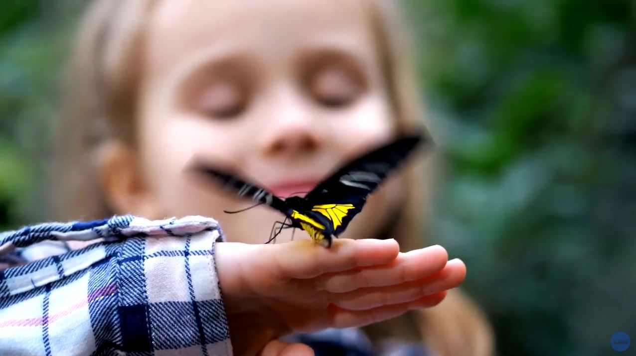 Adote uma "criança borboleta"