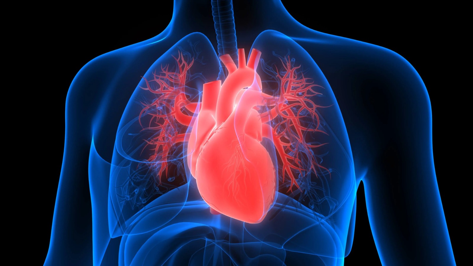 Cinco tipos de insuficiência cardíaca são identificados usando ferramentas de IA