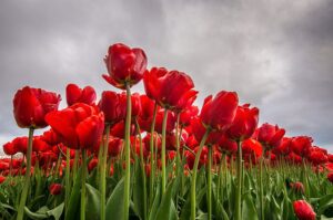Da Tulipa à Própolis Vermelha: Conexões na Luta Contra o Parkinson