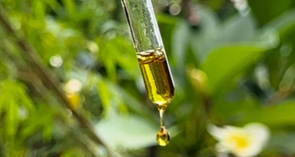 Especialistas vão à Anvisa e pedem mudanças nas regras sobre uso medicinal da ‘cannabis’