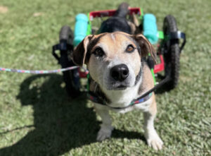 Do abrigo à cura: como a medicina de abrigo e a saúde única se conectam à descoberta da polilaminina e à esperança de mobilidade para cães