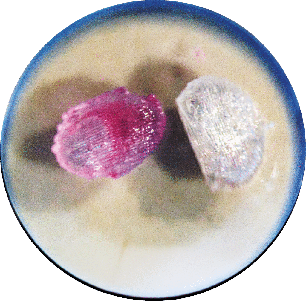 Pesquisadores brasileiros recriam em laboratório dispositivo 3D  da medula óssea