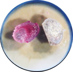 Pesquisadores brasileiros recriam em laboratório dispositivo 3D  da medula óssea