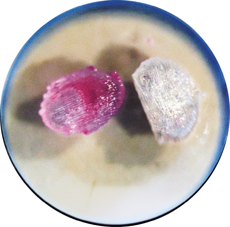 Pesquisadores brasileiros recriam em laboratório dispositivo 3D  da medula óssea