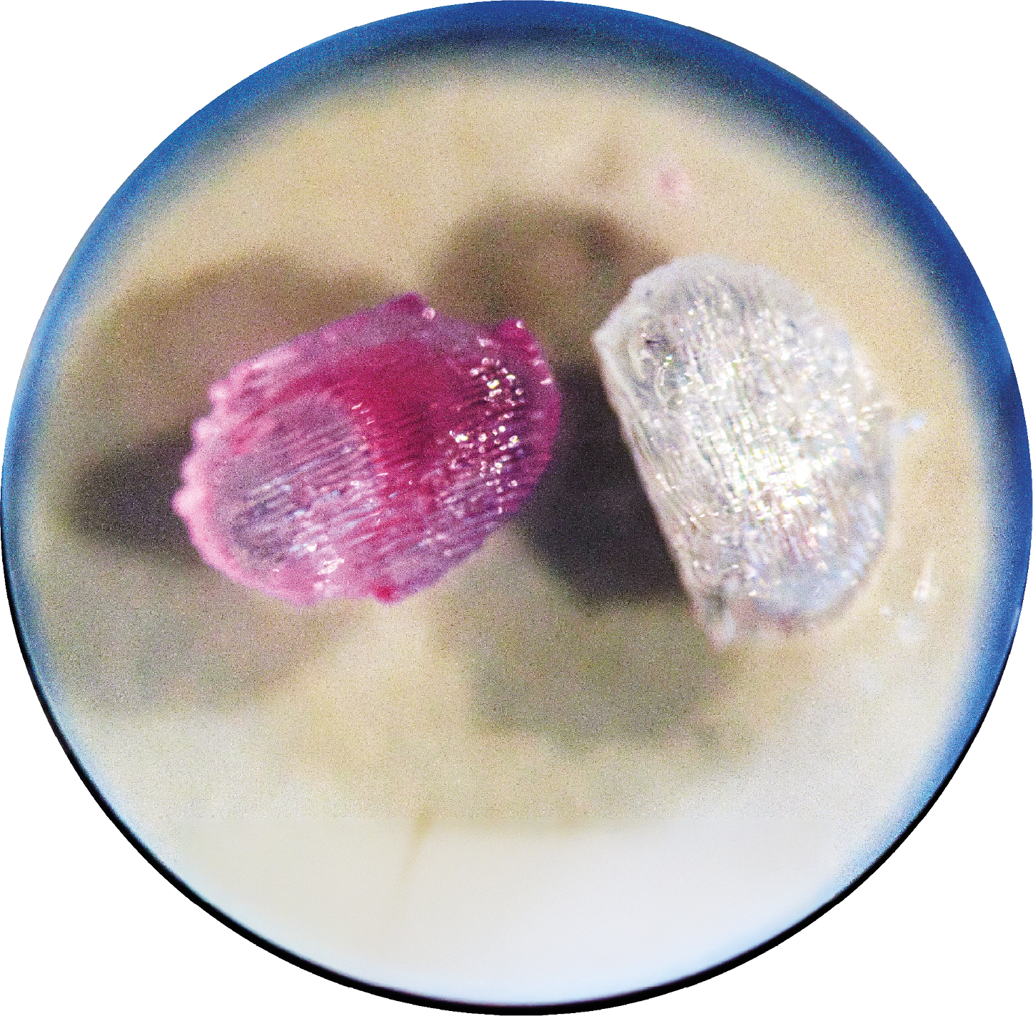 Pesquisadores brasileiros recriam em laboratório dispositivo 3D da medula óssea