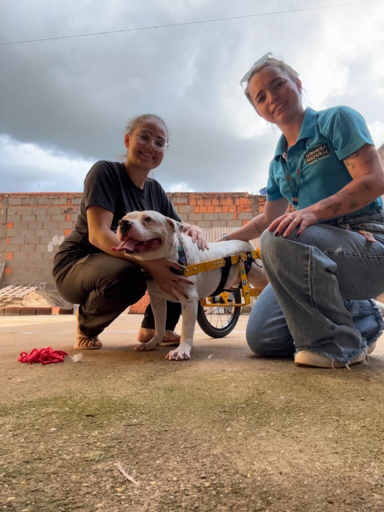 Pets com deficiência são os últimos na fila de adoção no país que já tem mais de 30 milhões de animais nas ruas    