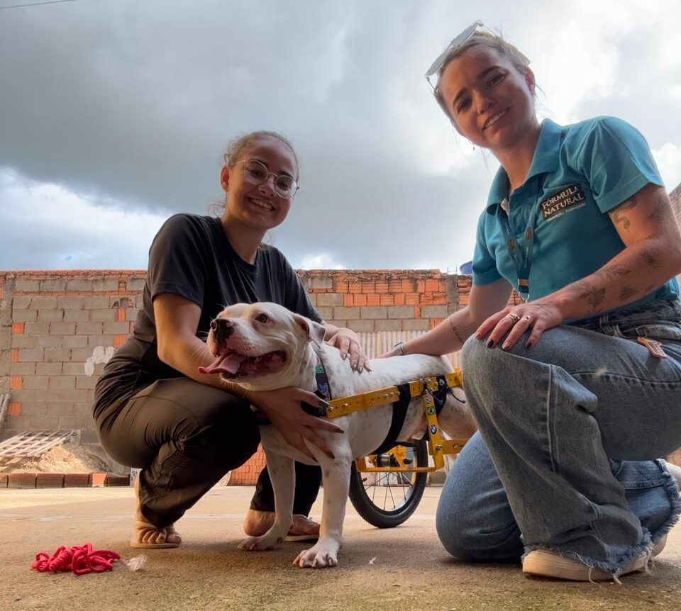 Pets com deficiência são os últimos na fila de adoção no país que já tem mais de 30 milhões de animais nas ruas    