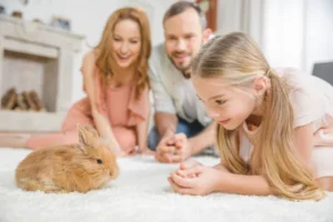 Sua galinha pode ser um animal de suporte emocional? O que a lei brasileira diz (e não diz) - OPINIÃO - * Por Igor Lima