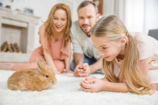 Sua galinha pode ser um animal de suporte emocional? O que a lei brasileira diz (e não diz) - OPINIÃO - * Por Igor Lima