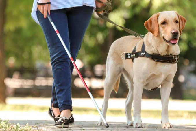 Especialista defende maior conscientização sobre o papel de cães-guia e animais de suporte emocional na autonomia de pessoas com deficiência
